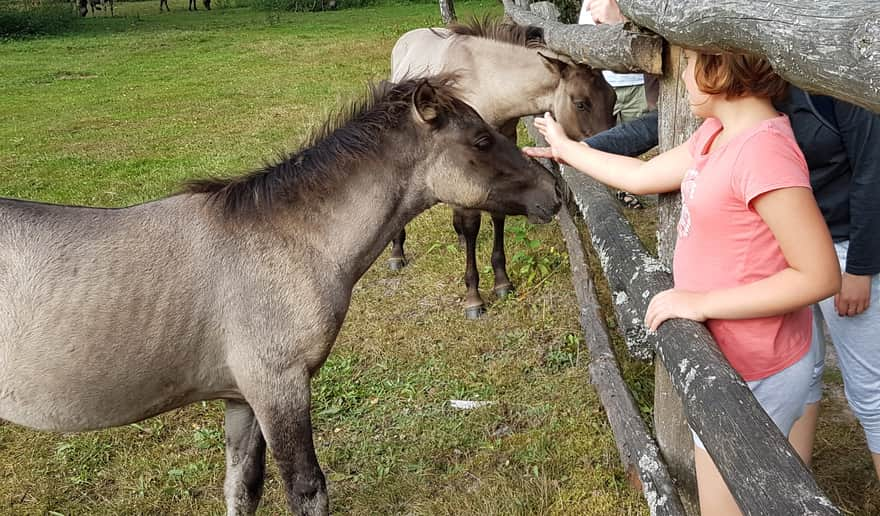 Florianka - Hodowla Zachowawcza Zwierząt Roztoczański Park Krajobrazowy