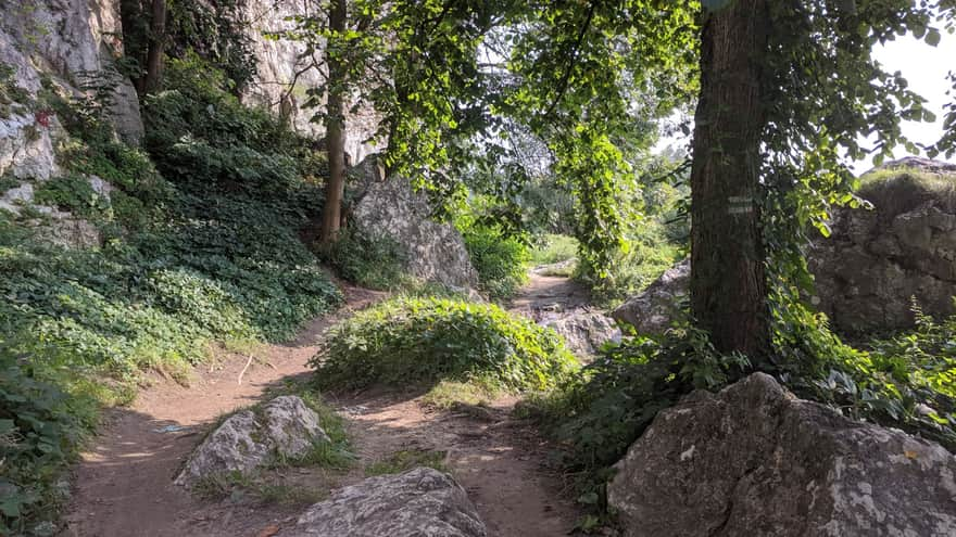 Green trail behind the parking lot