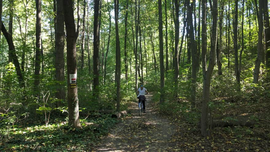 Czerwony szlak rowerowy - park leśny Witkowice 