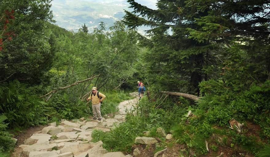 Descent from Przełęcz Brona to the Markowe Szczawiny PTTK shelter