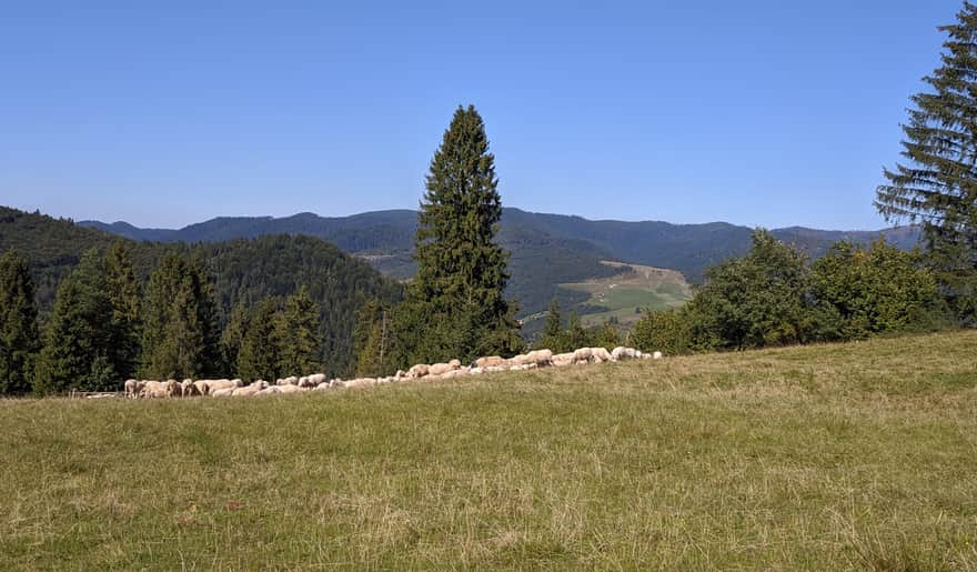 Sheep in the clearing