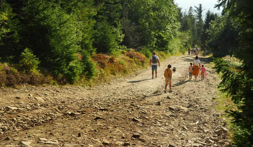 Turbacz - yellow trail between Bukowina Miejska and Wisielakówka