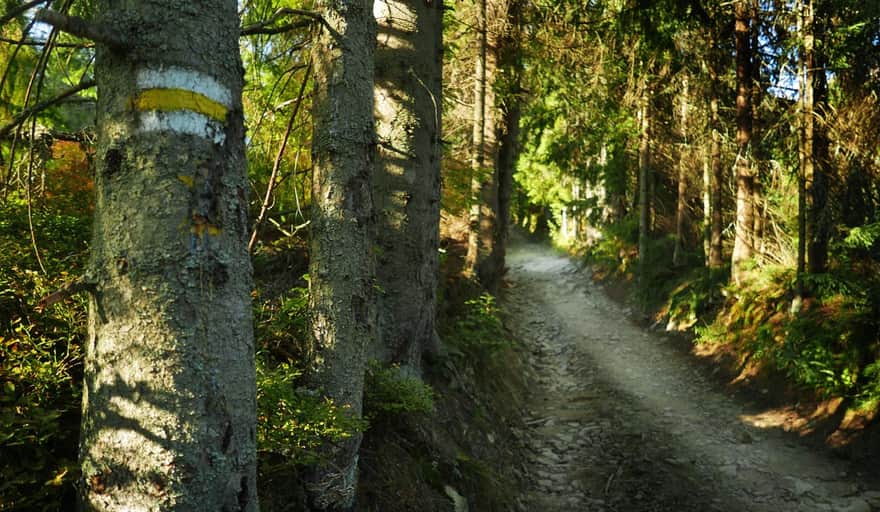 Yellow trail to Turbacz - climbing through the forest