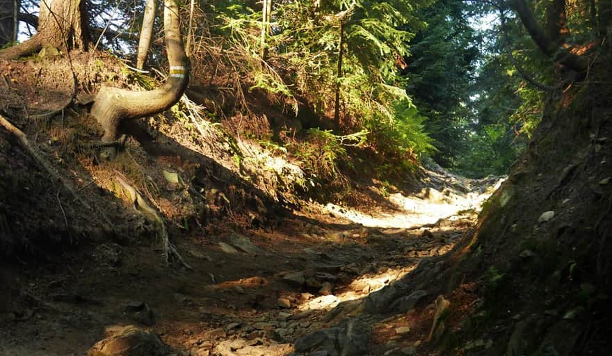 Yellow trail to Turbacz - climbing through the forest