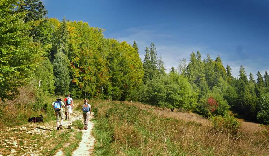 Green Trail to Turbacz - scenic meadows