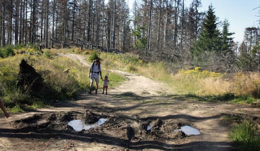 Red trail to Turbacz - walk along the Obidowiec ridge