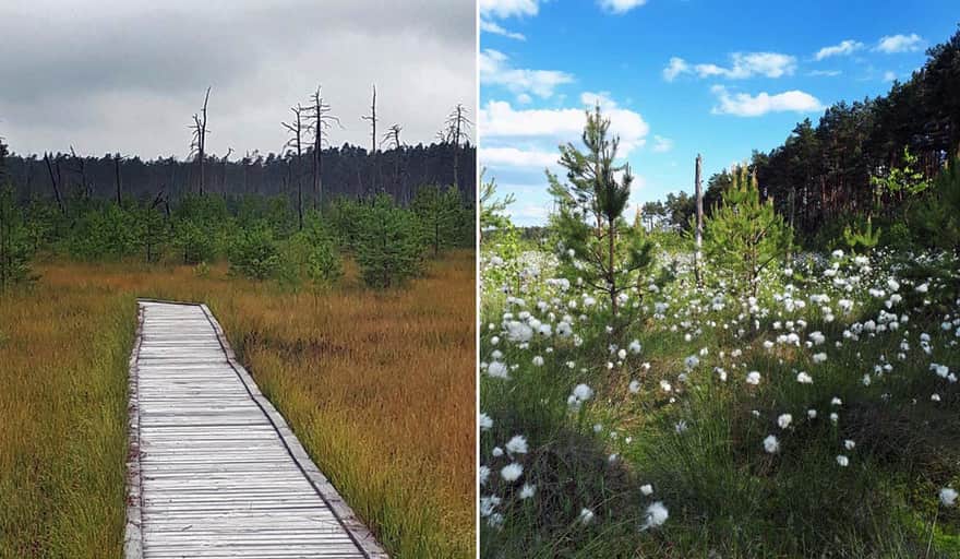 Rezerwat Przyrody Obary - pomost i wełnianka