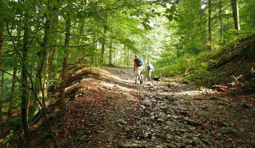 Green trail to Rysianka from Żabnica