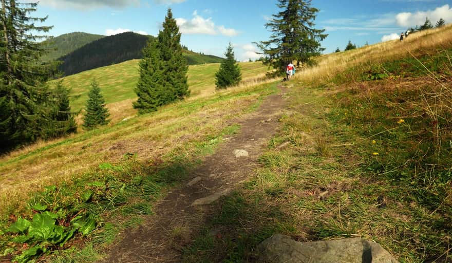 Hala Pawlusia, widok na Romankę i Martoszkę