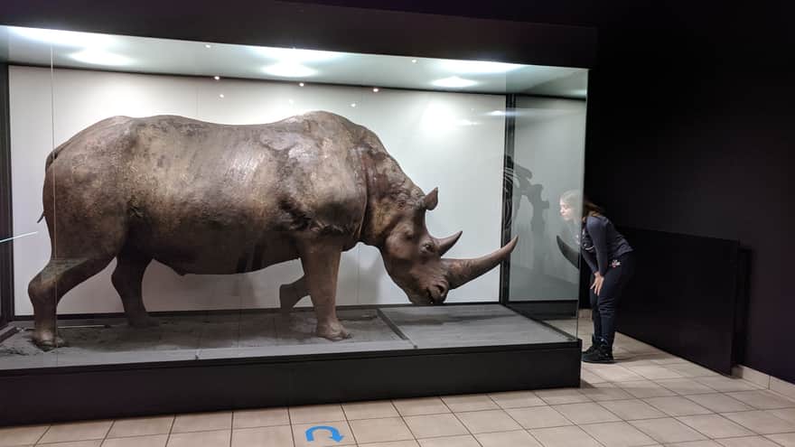 Woolly Rhinoceros - Natural History Museum ISEZ PAN in Krakow