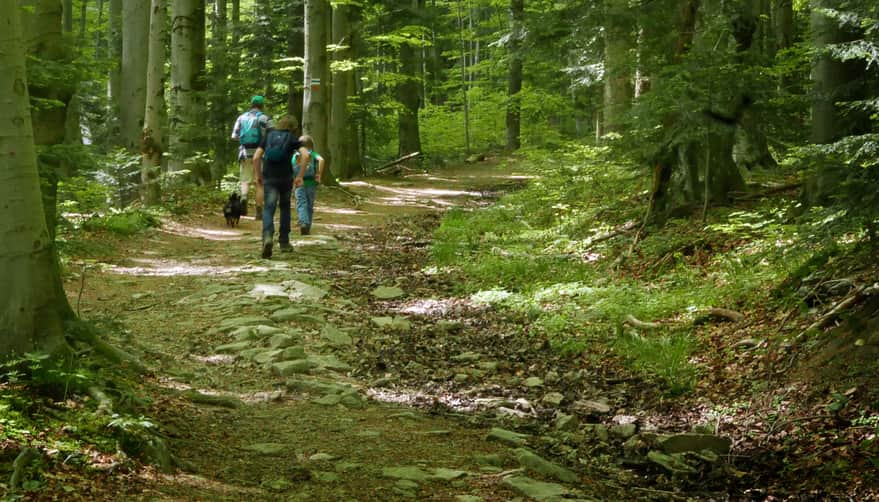 Hala Łabowska - blue trail