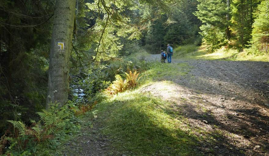 Loop: Stare Wierchy - Maciejowa: start of the yellow trail from Poręba to Stare Wierchy