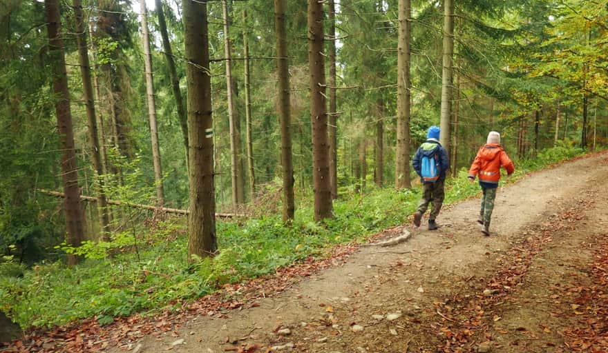 Loop Stare Wierchy - Maciejowa: descent on the green trail to Jasionów