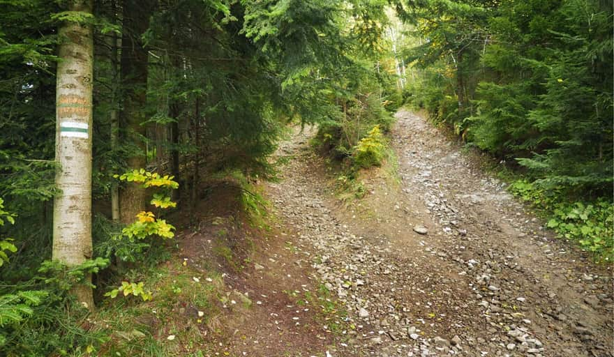 Jasionów - green trail to Maciejowa. First forest ascent