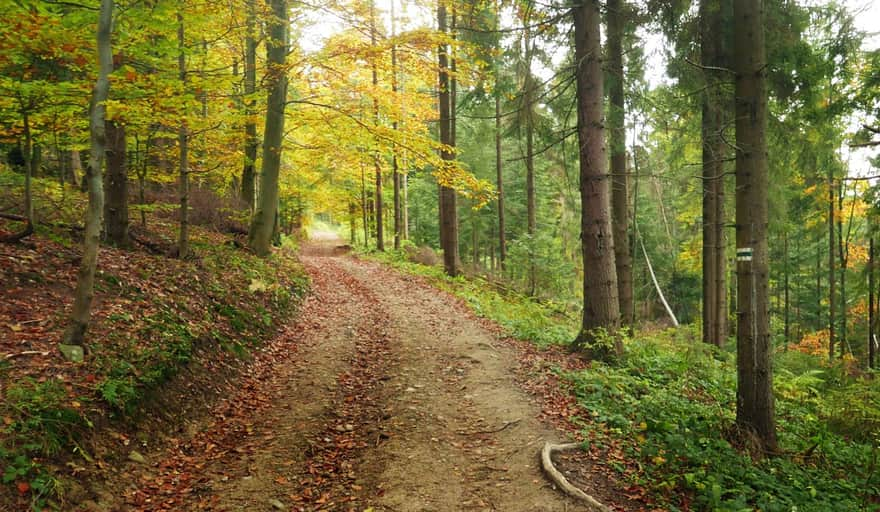 Jasionów - green trail to Maciejowa. Wide forest road