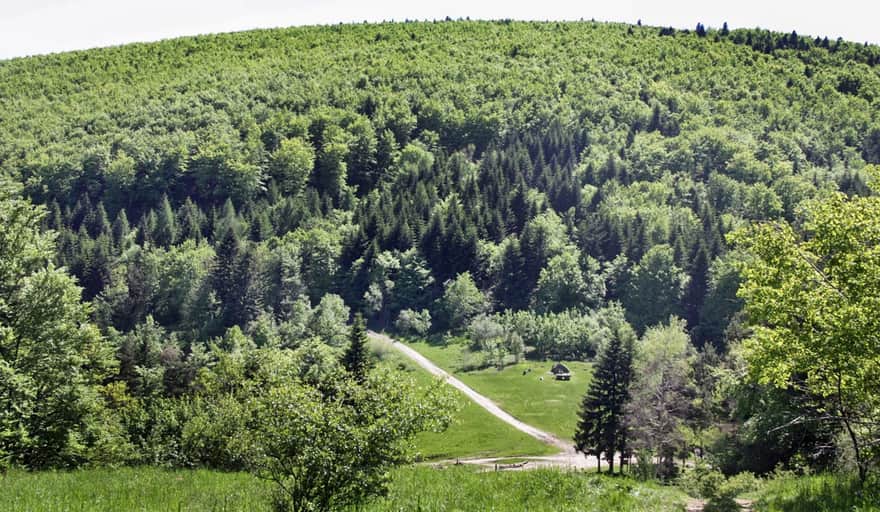 Zielony szlak z Poręby na Kamiennik - Sucha Polana od strony Kamiennika
