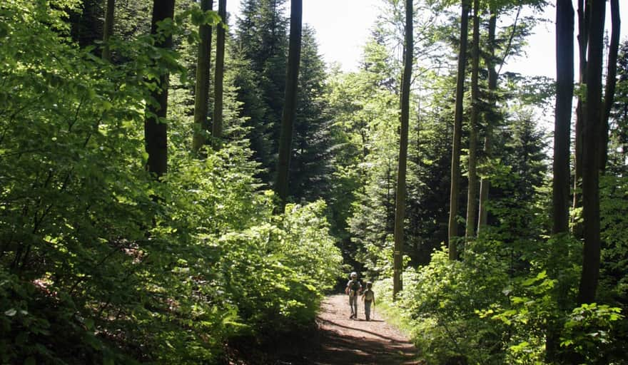 Green Trail from Sucha Polana to Kudłacze