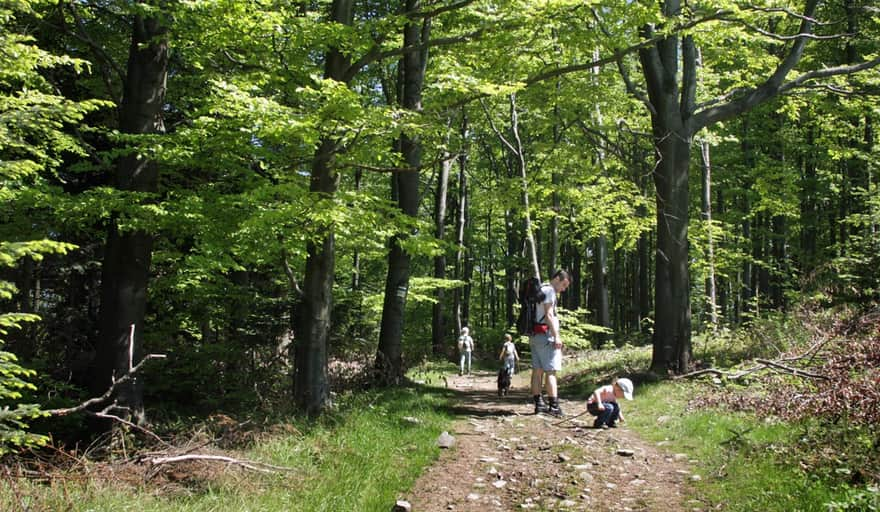 Green Trail to Kamiennik