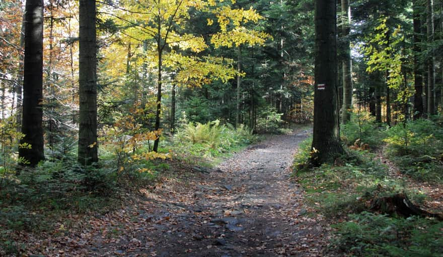 Red Trail from Kudłacze to Lubomir in autumn