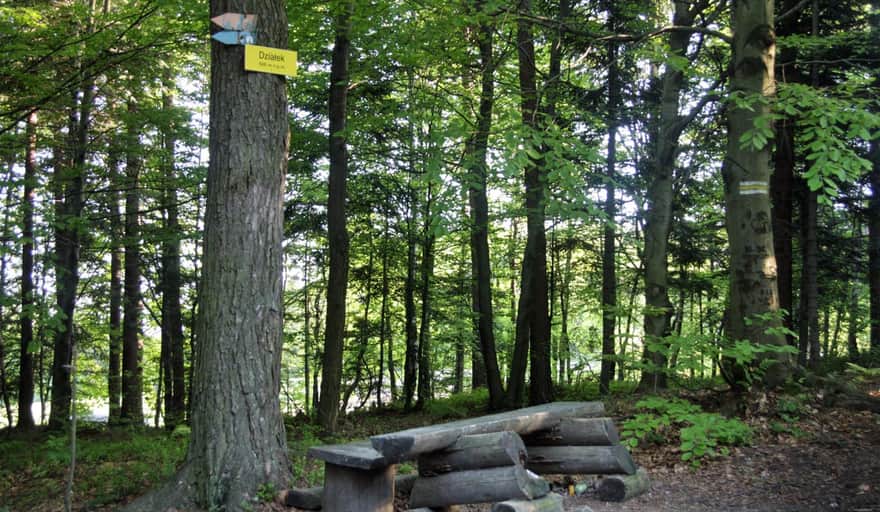 Działek - wooded summit