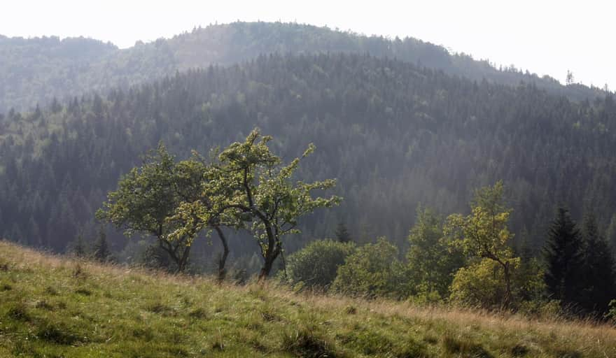 Yellow trail to Mogielica - meadow