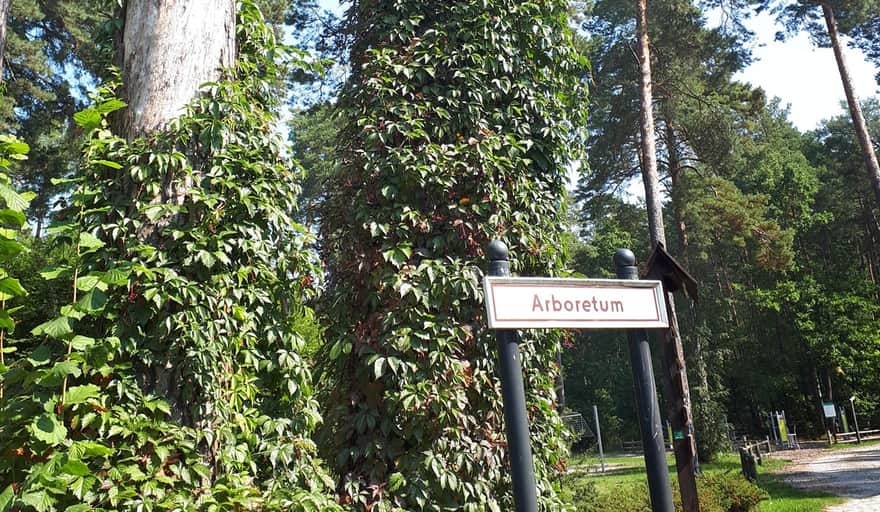 Arboretum Obrówka, Lasy Janowskie; fot. Marzi