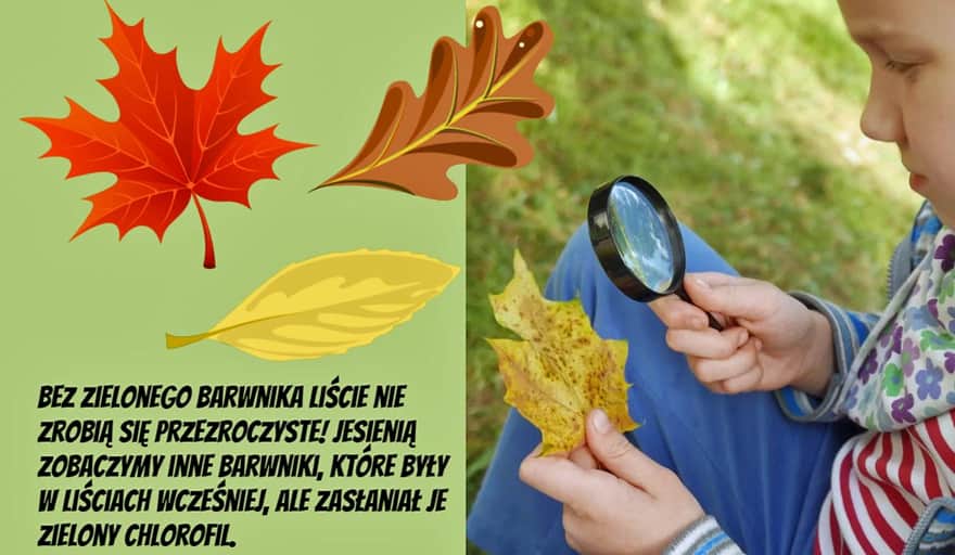 Why do leaves change color?