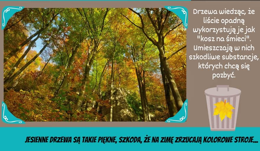 Dlaczego liście zmieniają kolory i spadają z drzew?