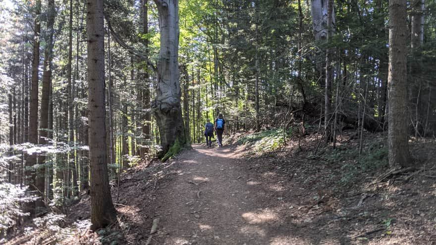 The blue trail from Czorsztyn to Trzy Korony is primarily a long walk through the forest.