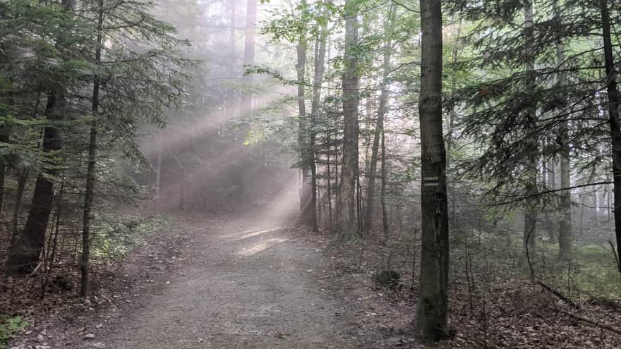 Blue Trail from Czorsztyn to Trzy Korony - forest path