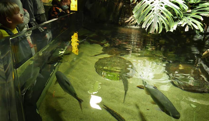 Akwarium Gdyńskie - Amazonia