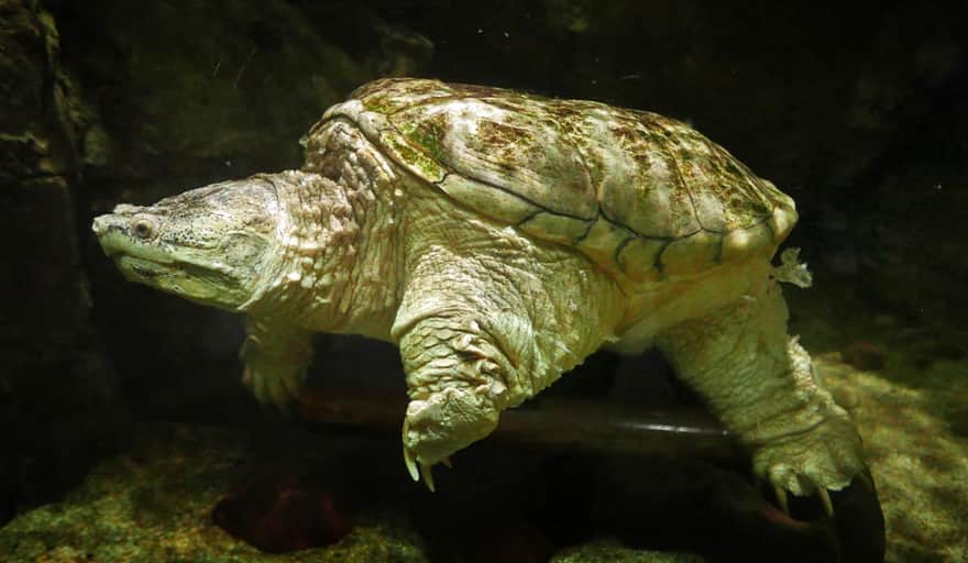 Akwarium Gdyńskie - żółw jaszczurowaty