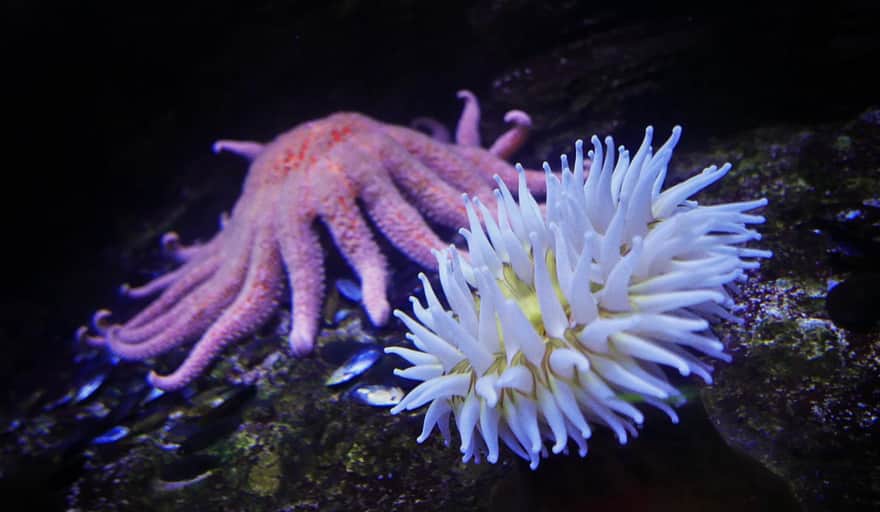 Gdynia Aquarium - Coral reef