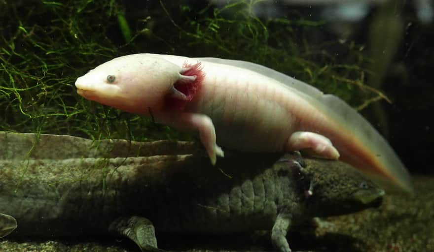 Gdynia Aquarium - Mexican axolotl