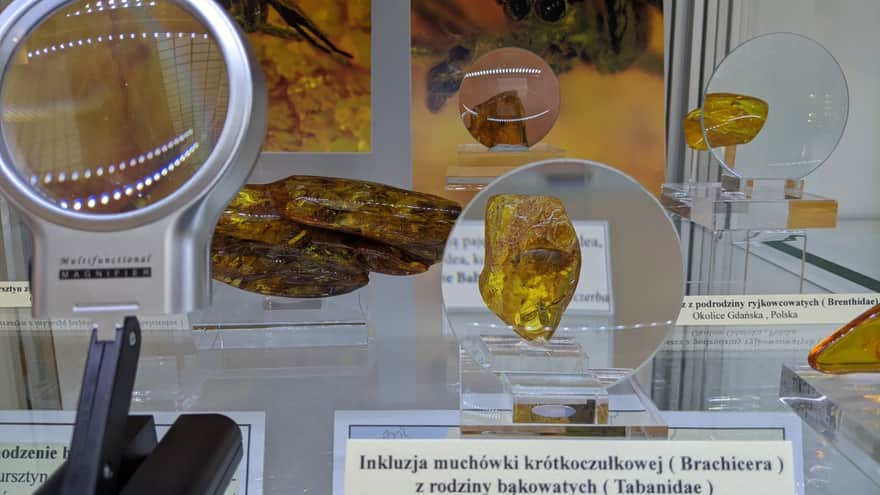 Geological Museum PIG in Warsaw - amber