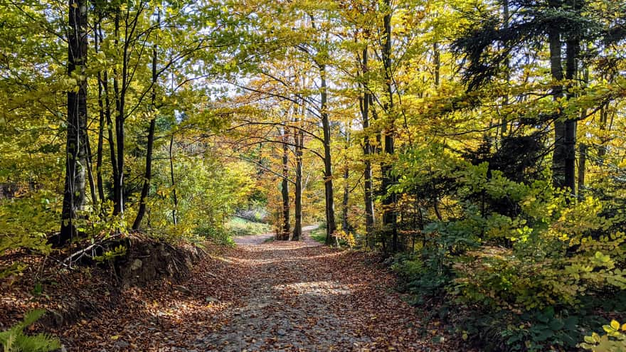 From Myślenice to Kudłacze - red trail