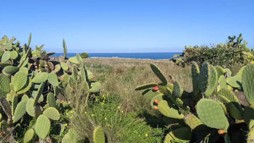 Opuntia cacti growing along the path