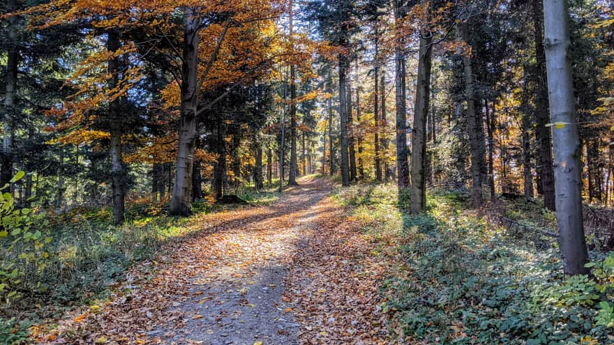 From Myślenice to Mount Chełm