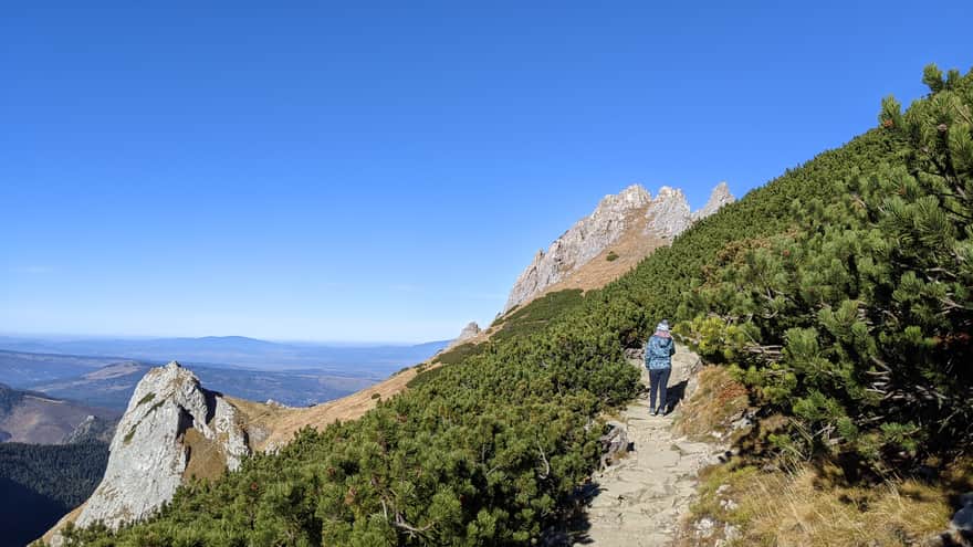Giewont - yellow trail at the height of dwarf mountain pine