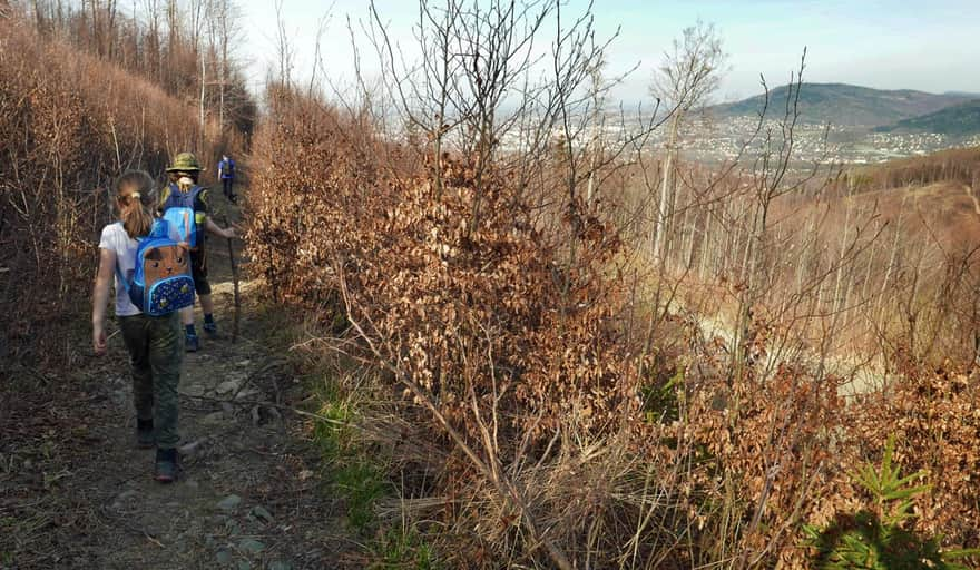 Narrow path on the green trail (descent from Szyndzielnia)