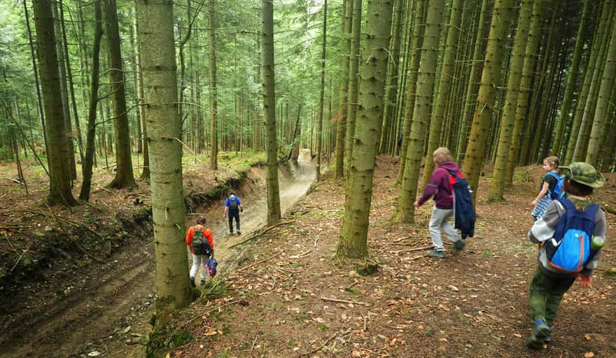 Green trail to Mogielica from Półrzeczki - forest ravine