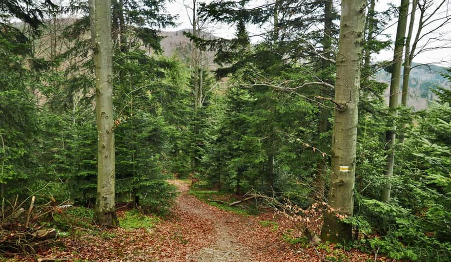 Yellow trail Krzysztonów - Mogielica