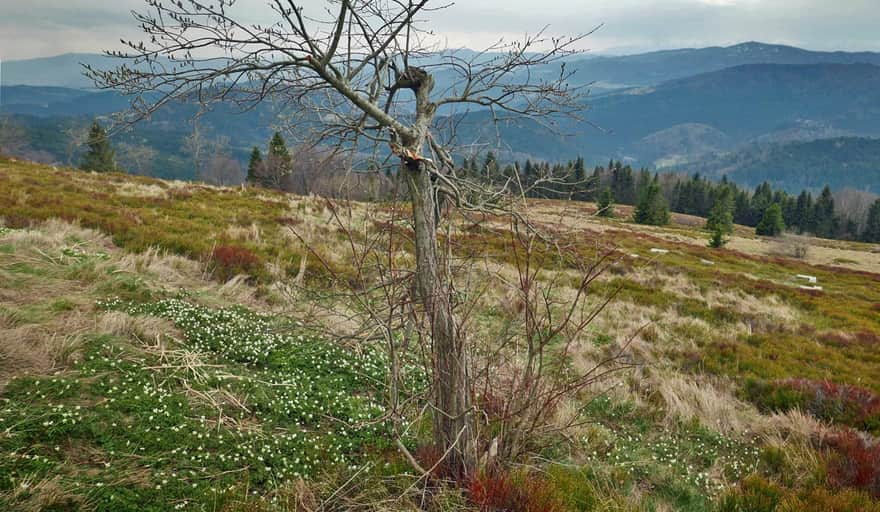 Polana Stumorgowa below Mogielica