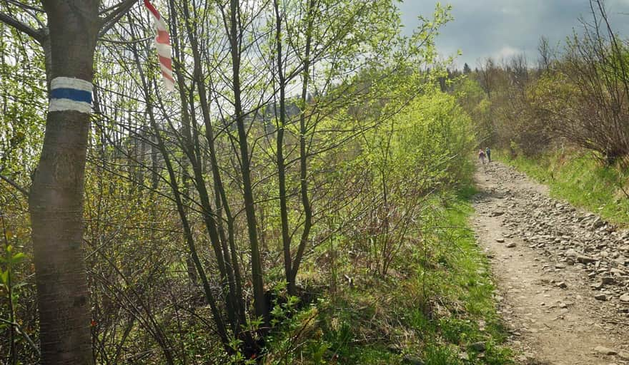 Niebieski szlak z Jurkowa na Mogielicę - polna droga