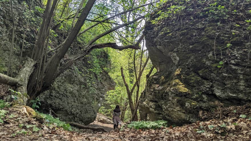 Zimny Dół Reserve - educational trail