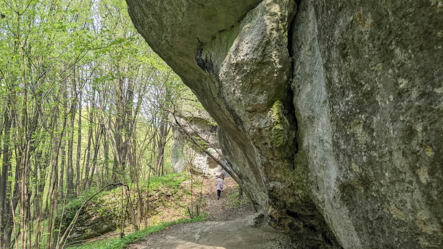 Zimny Dół Reserve - educational trail