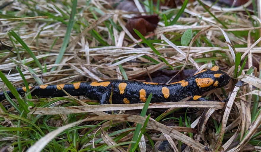 Salamandra plamista napotkana w Wąwozie Homole