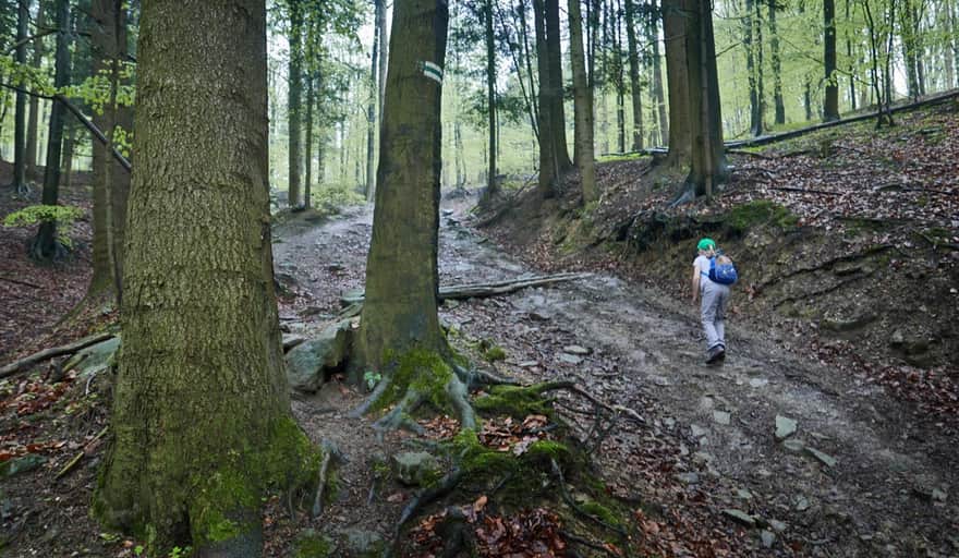 From Stryszawa to Przełęcz Kolędówki - forest ascent