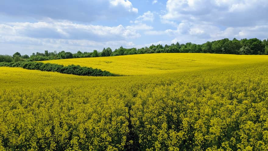 Fields near the Cross under Lipka