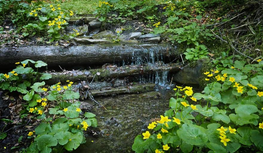 May common mergansers in the Valley of Kamienica Gorczańska